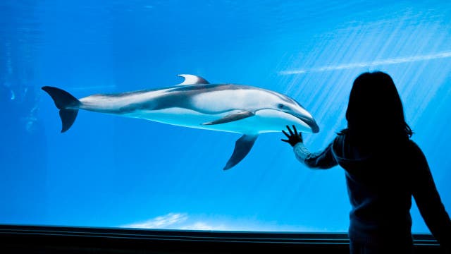 Shedd Aquarium free days return in August with 4 dates for Illinois residents