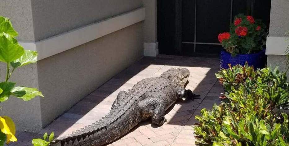 Massive alligator shows up at front door of Florida home, tries to