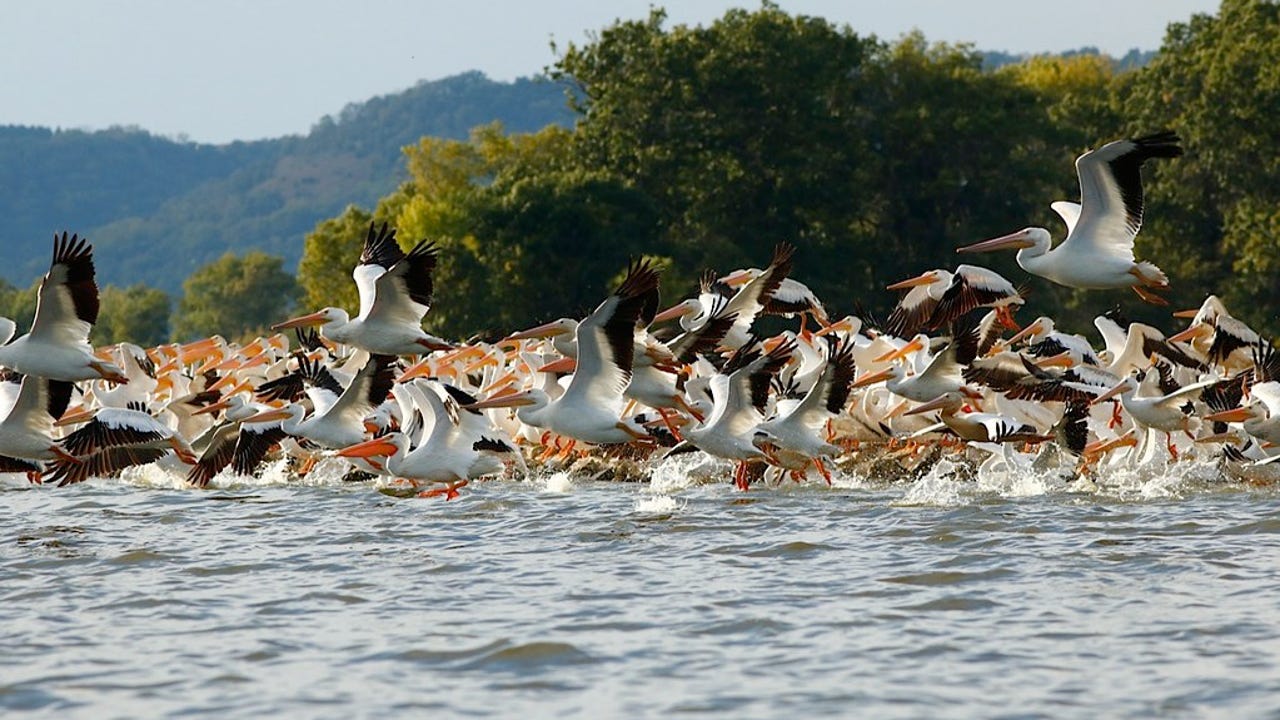The American white pelican, once rare in Illinois, is migrating across the  state