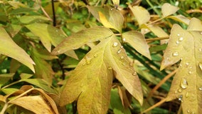 Fall-like weather finally comes to Chicago area, with overnight lows in 50s and more rain possible