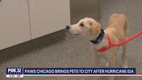 PAWS Chicago rescues 40 animals displaced by Hurricane Ida, seeks fosters