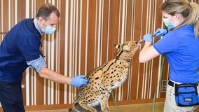 Brookfield Zoo animals begin receiving COVID-19 vaccines