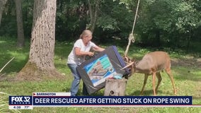 Deer rescued after getting stuck in Barrington