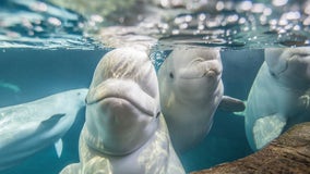 Shedd restarts programs allowing visitors to interact one-on-one with belugas, sharks and penguins