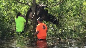 Cow wedged in tree from flooding caused by Hurricane Ida