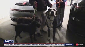 Owner reunited with dogs after doggie daycare van was stolen from Lake View with pets inside