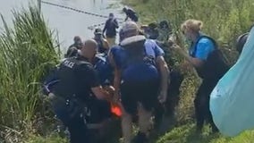 Dolphin rescued after getting 'pushed into' canal by Hurricane Ida