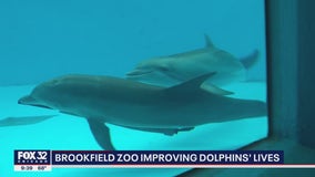 Brookfield Zoo improving dolphins' lives