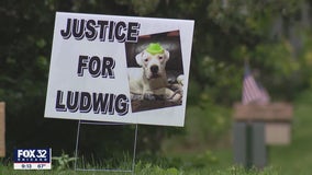 Pet dog shot dead: Suburban Chicago man will not face charges for shooting Ludwig