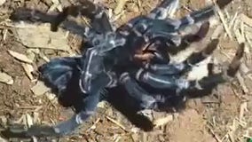 Tarantula sheds old exoskeleton in hypnotizing timelapse video