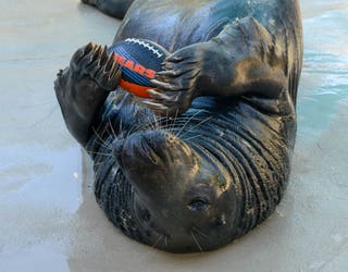 Brookfield Zoo Animals Celebrate Chicago Bears 100th Season