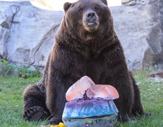 Brookfield Zoo Animals Celebrate Chicago Bears 100th Season