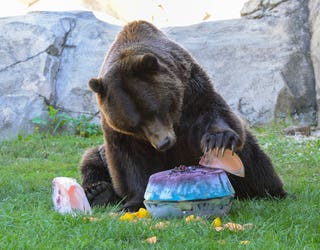 Brookfield Zoo Animals Celebrate Chicago Bears 100th Season