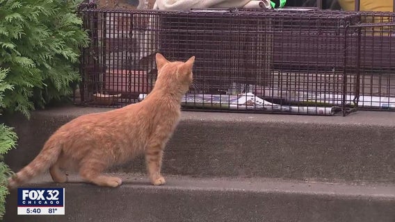 Worried about feral cats in your neighborhood? Chicago group helps trap, neuter and return them