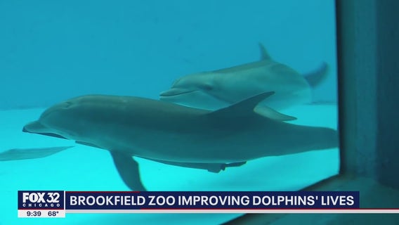 Brookfield Zoo improving dolphins' lives