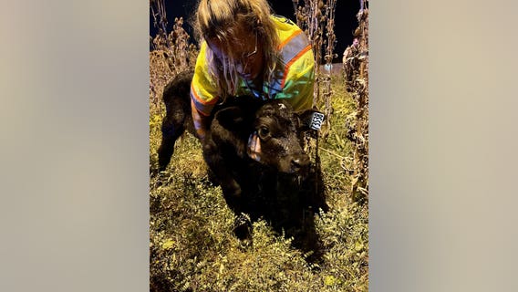 Calves fall out of trailer onto I-290, cause traffic delays