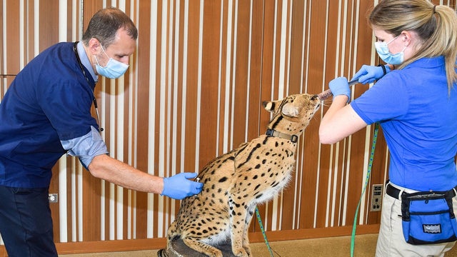 Brookfield Zoo animals begin receiving COVID-19 vaccines