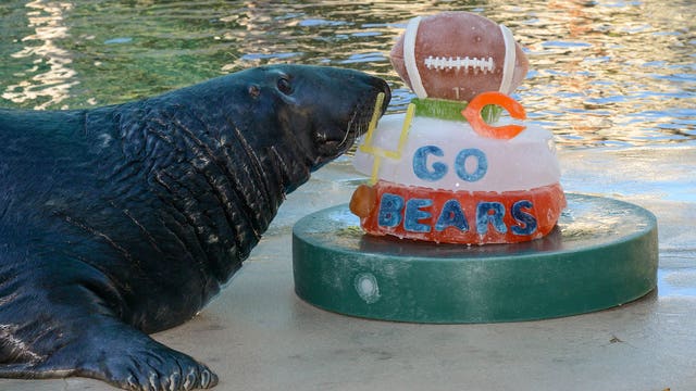 Animals at Brookfield Zoo cheer on Chicago Bears
