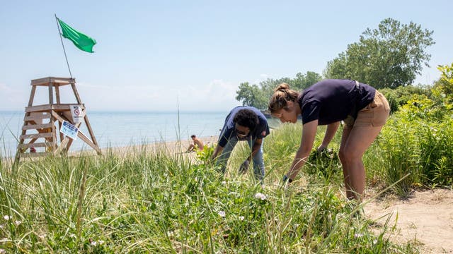 Shedd Aquarium seeks volunteers to help clean up Chicago beaches
