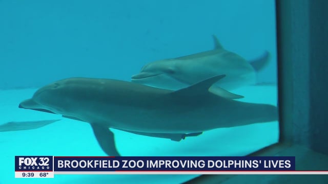 Brookfield Zoo improving dolphins' lives