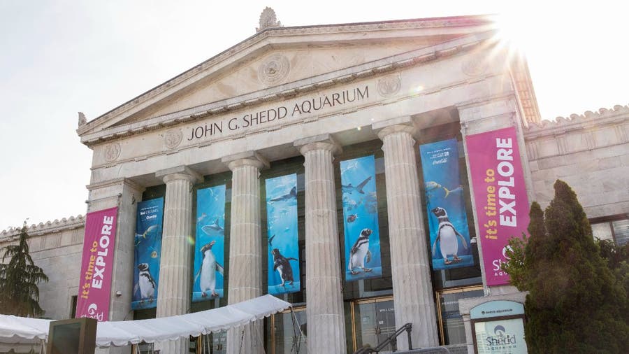 Chicago museum and aquarium free days — Shedd Aquarium, Field Museum and more