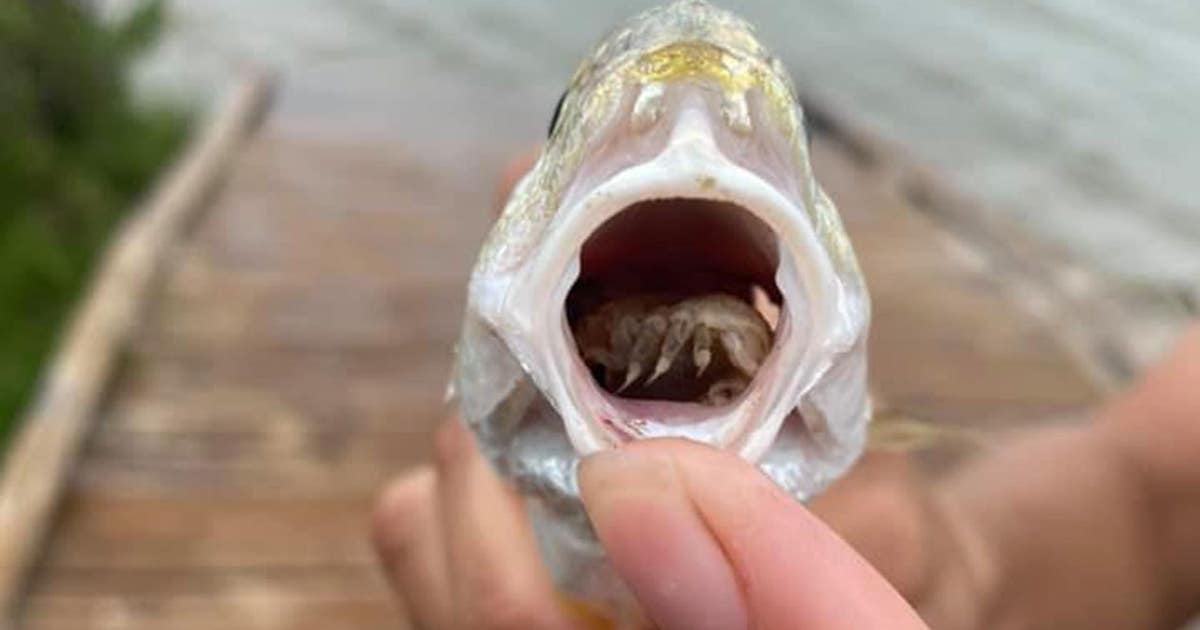Overbite Fish Fish caught with live, tongue-eating parasite in its mouth | FOX 32 Chicago