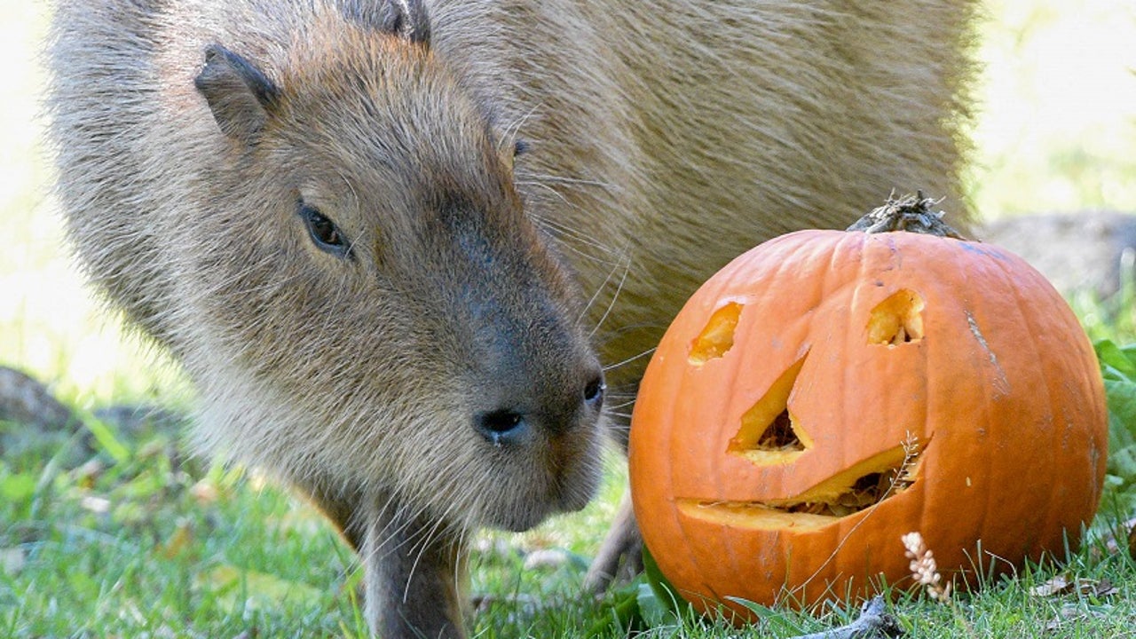 Pumpkins! Brookfield Zoo animals given Halloween treats Pumpkins! Brookfield Zoo animals given Halloween treats