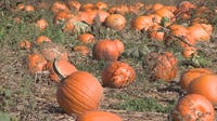 Health officials provide update on E. coli investigation at Chicago-area pumpkin farm