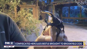 Confiscated Hercules Beetle brought to Brookfield Zoo