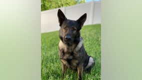 Lake County Sheriff's K9 locates 2 teens who stole Tesla: police