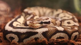 Ball python found at suburban Chicago forest preserve