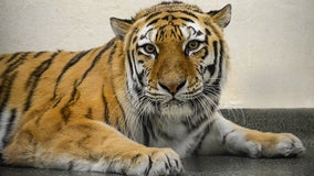 Brookfield Zoo tiger tests positive for COVID-19