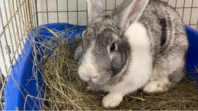 'Rabbit madness': Suburban animal shelter is overrun with rabbits