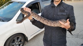 Snake found in Niles, police looking for owner