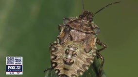 Ways to keep stink bugs out of your house