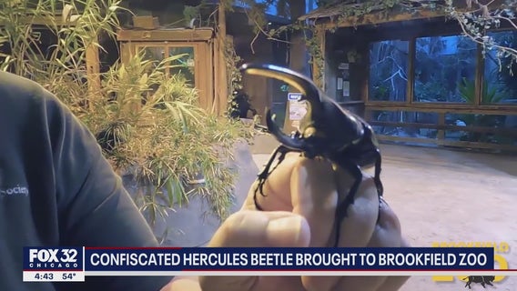 Confiscated Hercules Beetle brought to Brookfield Zoo