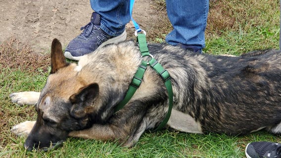 Police K9 who was shot in the head by a murder suspect is home from the veterinary hospital