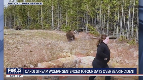 Carol Stream woman to spend 4 days in jail for getting to close to grizzly bear, cubs at Yellowstone