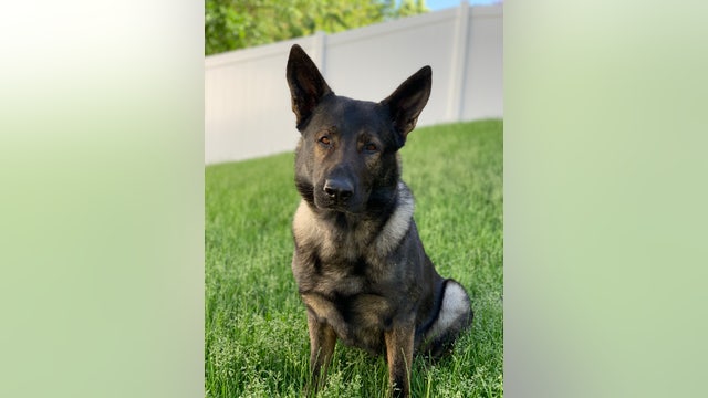 Lake County Sheriff's K9 locates 2 teens who stole Tesla: police