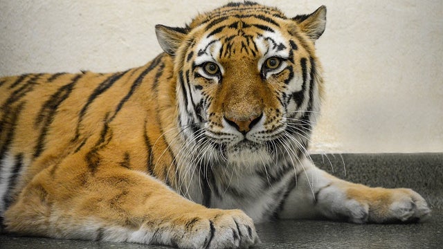 Brookfield Zoo tiger tests positive for COVID-19
