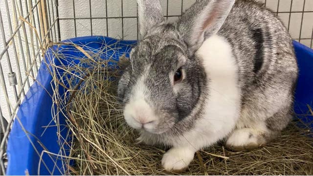 'Rabbit madness': Suburban animal shelter is overrun with rabbits