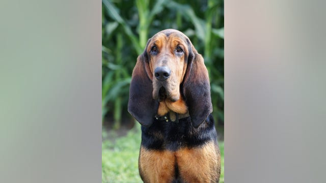 Kane County honors 'beloved' bloodhound who worked for sheriff's office, 'saved countless lives'