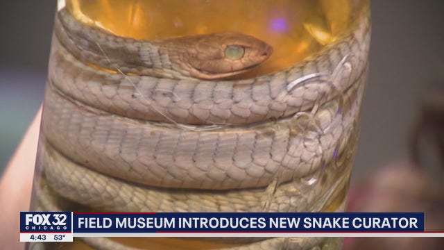 Field Museum hires new curator for reptiles, amphibians