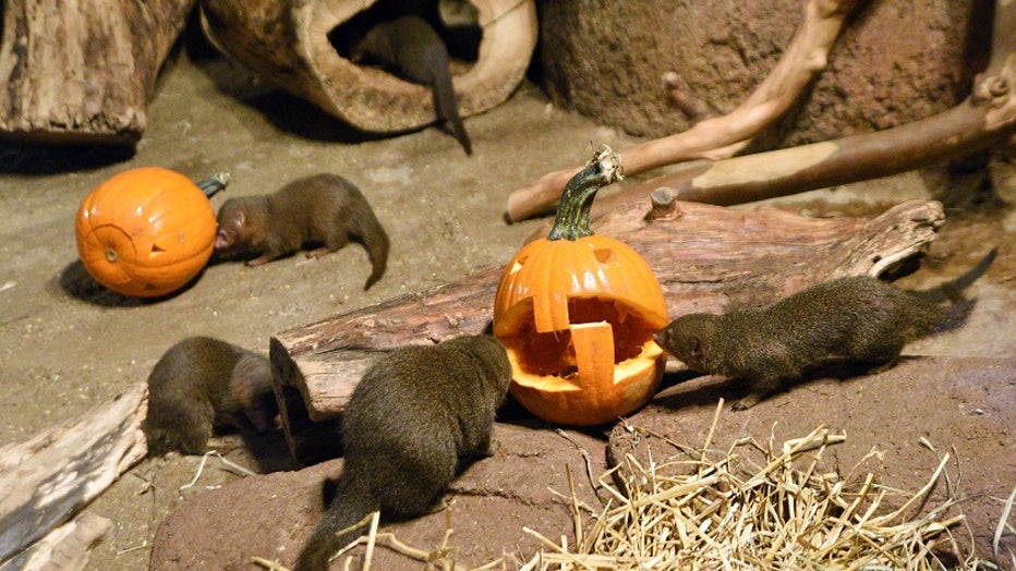 Pumpkins! Brookfield Zoo animals given Halloween treats