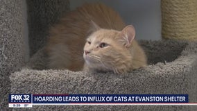 Evanston animal shelter overcrowded with cats offering 2-for-1 deal