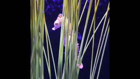 Brookfield Zoo video shows male dwarf seahorse giving birth to 9 babies