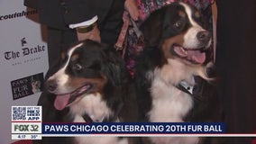 PAWS Chicago celebrating 20th Fur Ball