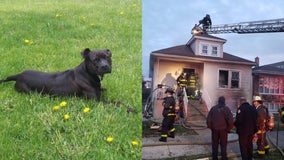 Clearing fatal fire: Pit bull alerts neighbor who then rescued child from burning home