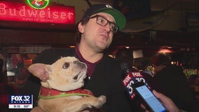 Chicago ordinance being considered to allows dogs in bars