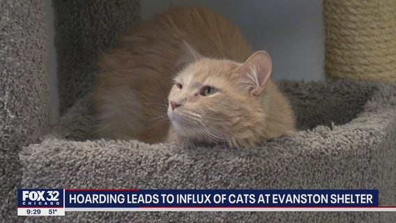 Evanston animal shelter overcrowded with cats offering 2-for-1 deal